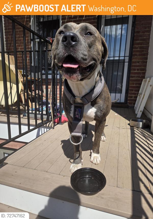 Found/Stray Unknown Dog last seen The Roost, Capitol hill SE DC, Washington, DC 20003