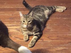 Lost Male Cat last seen Two-story hse just 2/10 of a mile past Ruff’s. Gated., Umatilla, FL 32784