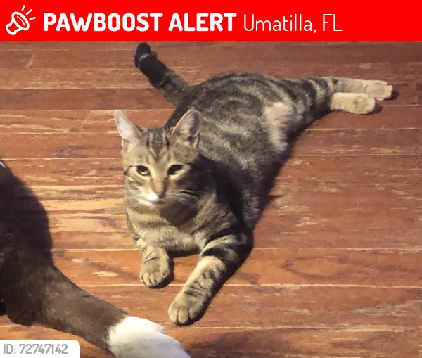 Lost Male Cat last seen Two-story hse just 2/10 of a mile past Ruff’s. Gated., Umatilla, FL 32784