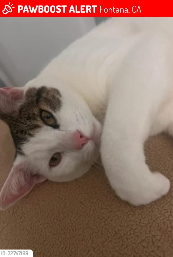 Lost Male Cat last seen ValleyVale Dr, Fontana, CA 92337
