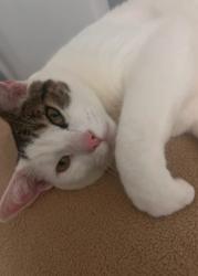 Lost Male Cat last seen ValleyVale Dr, Fontana, CA 92337
