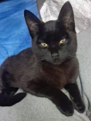 Lost Male Cat last seen Veezie st, branch ave,  and Douglas ave area, Providence, RI 02904