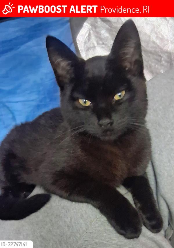 Lost Male Cat last seen Veezie st, branch ave,  and Douglas ave area, Providence, RI 02904