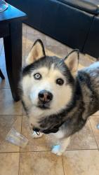 Lost Male Dog last seen Tsuu Tina nation and Calgary Alberta , N Sarcee Rd, AB T3T 0A6