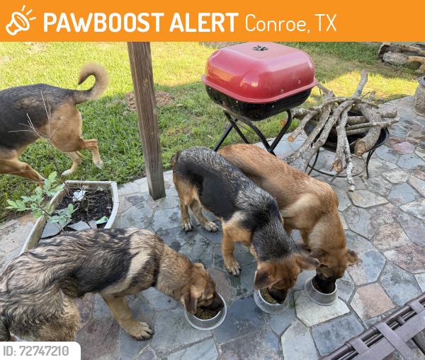 Found/Stray Unknown Dog last seen Foster Glen Neighborhood , Conroe, TX 77301