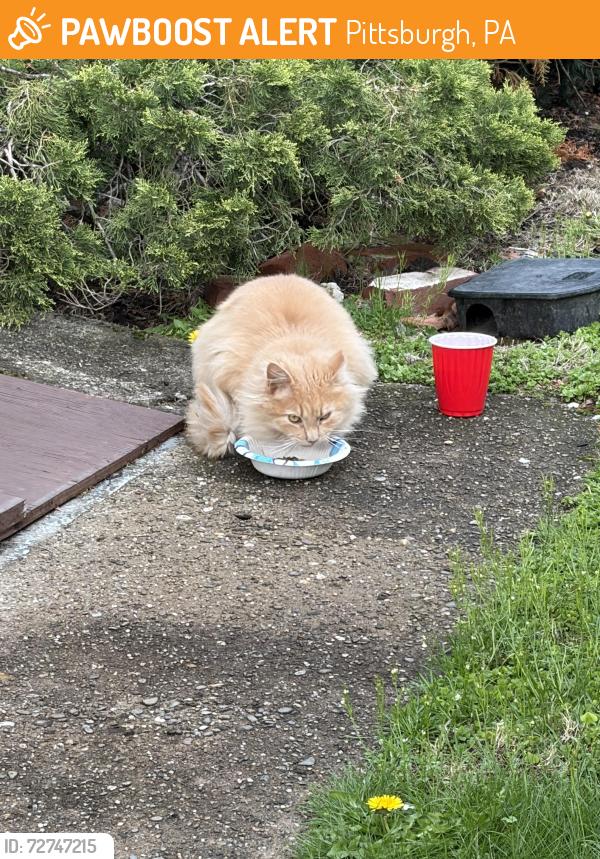 Found/Stray Unknown Cat last seen Beacon and wightman streets, Pittsburgh, PA 15217