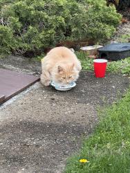 Found/Stray Unknown Cat last seen Beacon and wightman streets, Pittsburgh, PA 15217