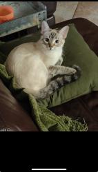 Lost Female Cat last seen Helotes crossing , Helotes, TX 78023