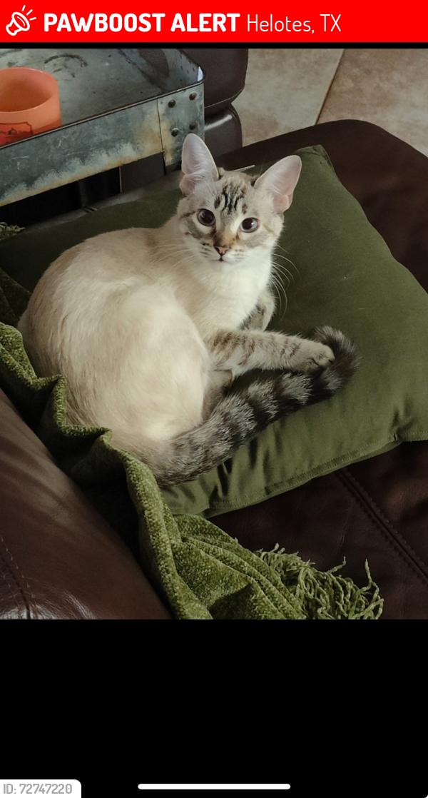 Lost Female Cat last seen Helotes crossing , Helotes, TX 78023
