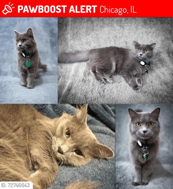 Lost Female Cat last seen Gunnison St and Nashville Ave (Harwood Heights/Jefferson Park area), Chicago, IL 60656