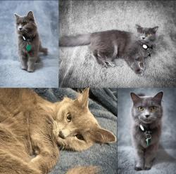Lost Female Cat last seen Gunnison St and Nashville Ave (Harwood Heights/Jefferson Park area), Chicago, IL 60656
