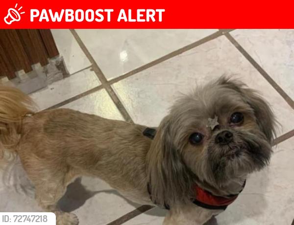 Lost Female Dog last seen Blv rio mayo blv paseo de jerez , León de los Aldama, Gto. 37530