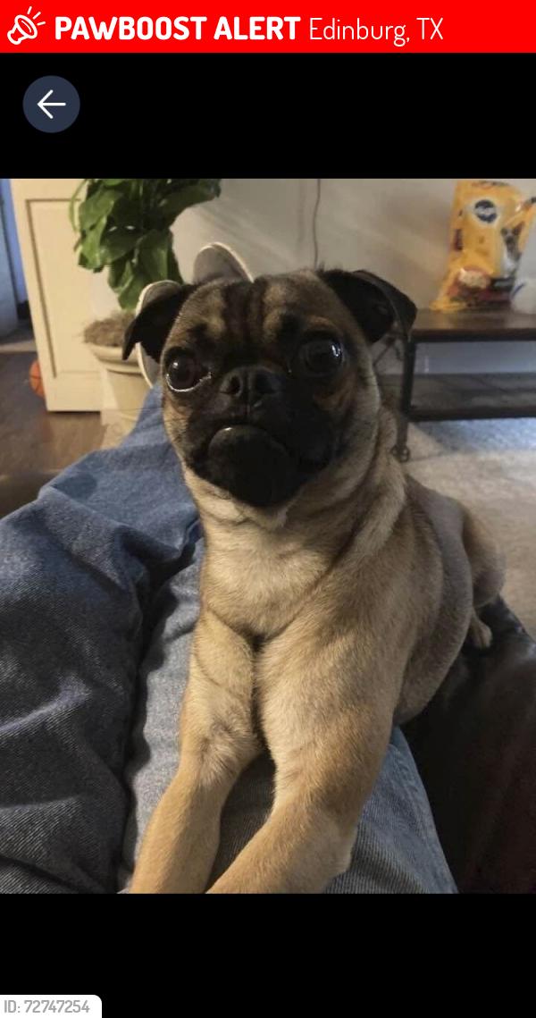 Lost Male Dog last seen Sugar/ Sprauge , Edinburg, TX 78539