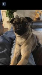 Lost Male Dog last seen Sugar/ Sprauge , Edinburg, TX 78539