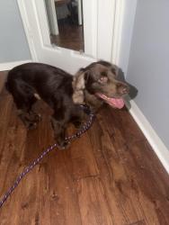 Found/Stray Male Dog last seen Palmira and Concordia , Tampa, FL 33629