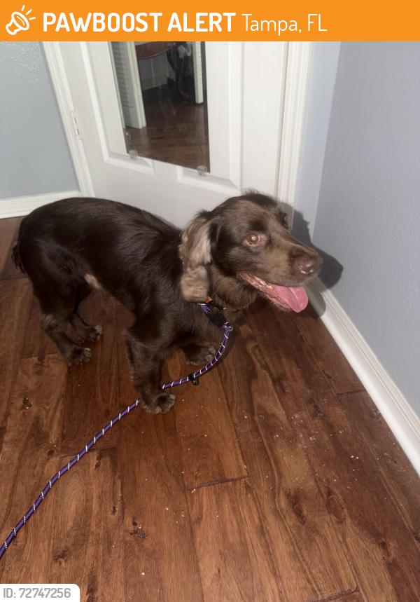 Found/Stray Male Dog last seen Palmira and Concordia , Tampa, FL 33629