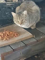 Found/Stray Unknown Cat last seen Laud howell, McKinney, TX 75071