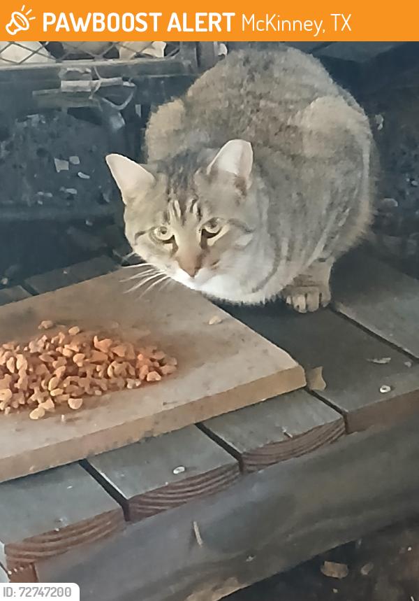 Found/Stray Unknown Cat last seen Laud howell, McKinney, TX 75071