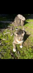 Lost Female Cat last seen Church and Clovis, Fresno, CA 93727