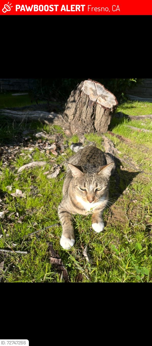 Lost Female Cat last seen Church and Clovis, Fresno, CA 93727