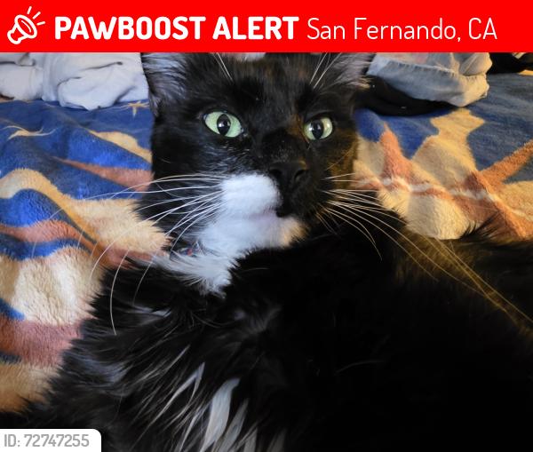 Lost Male Cat last seen Hubbard , San Fernando, CA 91340