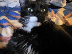 Lost Male Cat last seen Hubbard , San Fernando, CA 91340