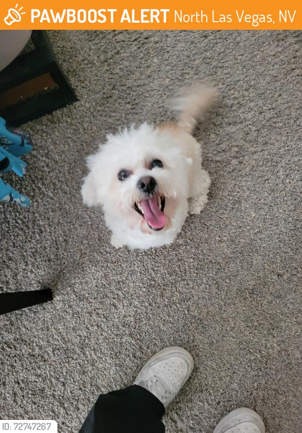 Found/Stray Male Dog last seen Seastrand Community Park, North Las Vegas, NV 89031