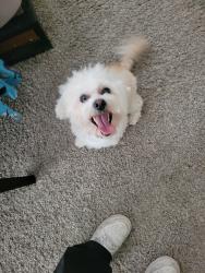 Found/Stray Male Dog last seen Seastrand Community Park, North Las Vegas, NV 89031
