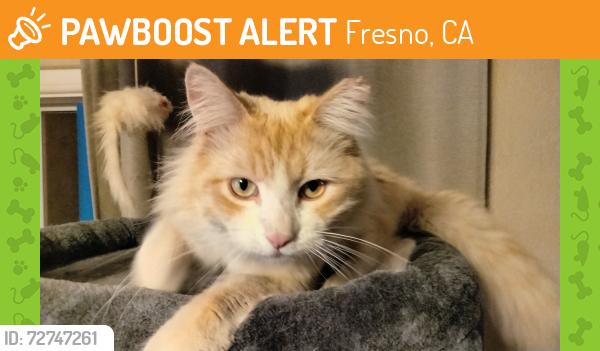 Found/Stray Male Cat last seen Between Dakota, west, shields and Hughes , Fresno, CA 93705