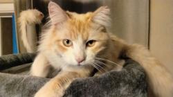 Found/Stray Male Cat last seen Between Dakota, west, shields and Hughes , Fresno, CA 93705