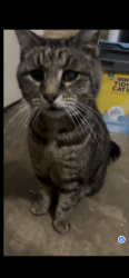 Lost Female Cat last seen Western hills Dr., Searcy, AR 72143