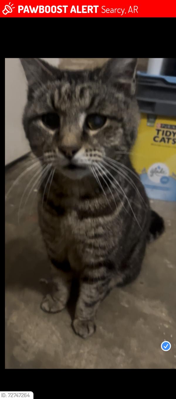 Lost Female Cat last seen Western hills Dr., Searcy, AR 72143