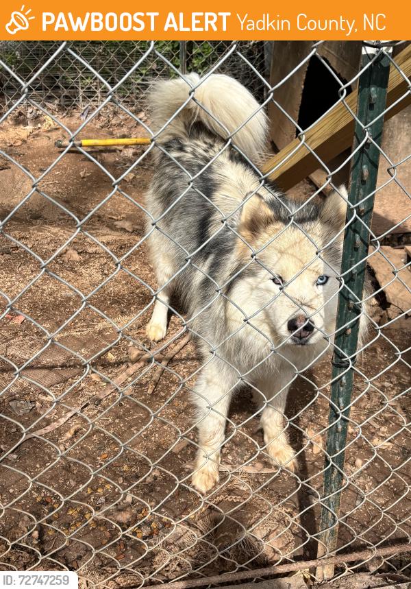 Found/Stray Male Dog last seen Lone hickory, Yadkinville nc , Yadkin County, NC 27055