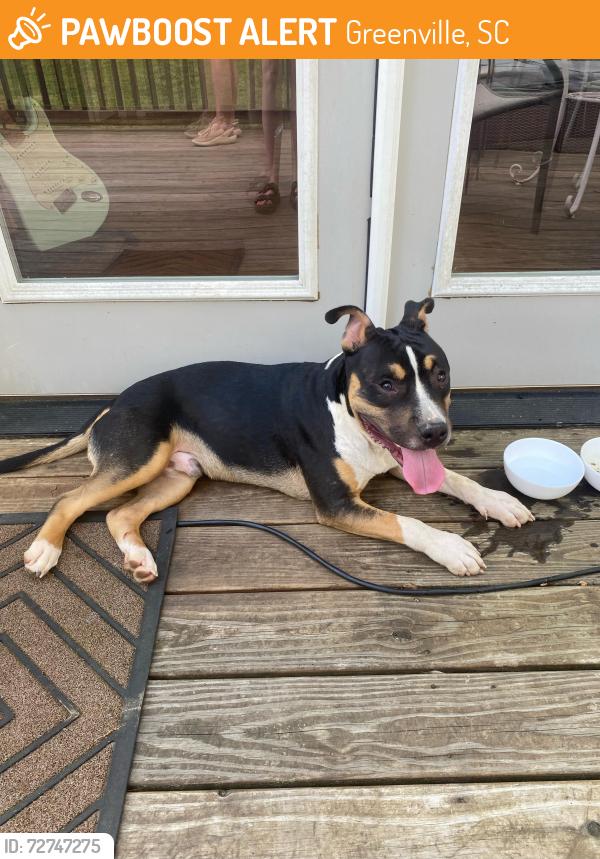 Found/Stray Male Dog last seen Rutherford/North Main, Greenville, SC 29609