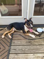 Found/Stray Male Dog last seen Rutherford/North Main, Greenville, SC 29609