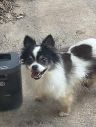 Found/Stray Male Dog last seen McKinney Christian Academy surrounding neighborhood , McKinney, TX 75071