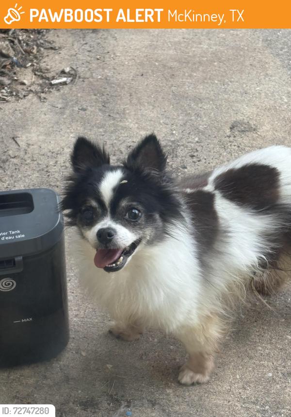 Found/Stray Male Dog last seen McKinney Christian Academy surrounding neighborhood , McKinney, TX 75071