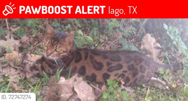 Lost Female Cat last seen FM 1301 RD and FM 1096 RD intersection area / Grass Farm, Iago, TX 77420