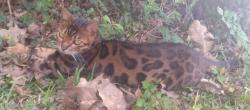Lost Female Cat last seen FM 1301 RD and FM 1096 RD intersection area / Grass Farm, Iago, TX 77420