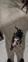 Lost Male Dog last seen Lawnwood cir, Fort Pierce, FL 34950