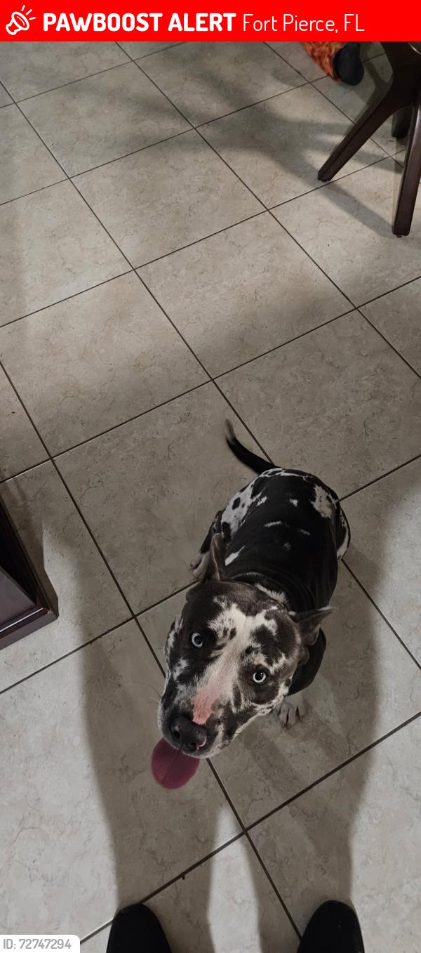 Lost Male Dog last seen Lawnwood cir, Fort Pierce, FL 34950