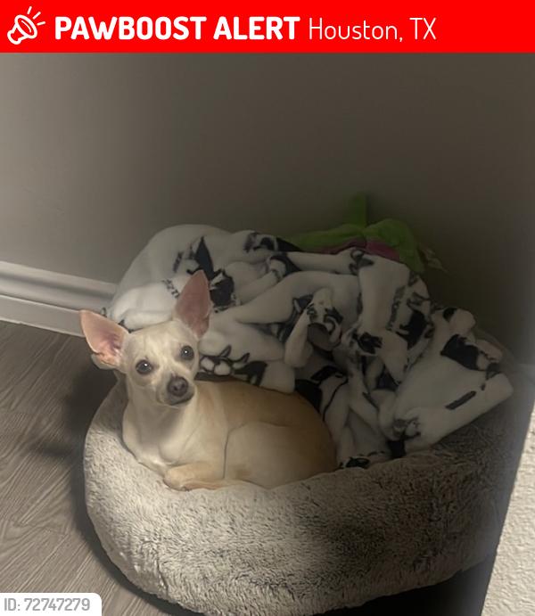 Lost Male Dog last seen Near E Spreading Oak Dr Houston, TX  77076, Houston, TX 77076