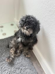 Lost Male Dog last seen Park hill , Stafford, TX 77477