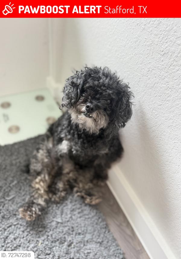 Lost Male Dog last seen Park hill , Stafford, TX 77477