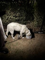 Found/Stray Male Dog last seen Near E Slaughter Ln, Austin, TX 78747