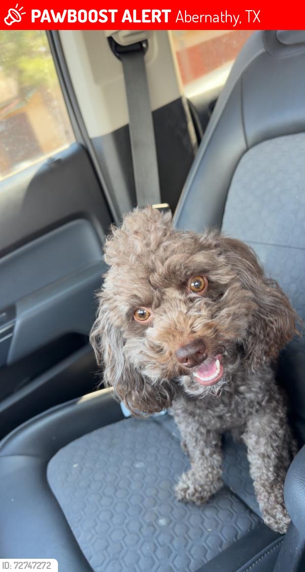 Lost Male Dog last seen N county rd 2300 Abernathy Tx, Abernathy, TX 79311