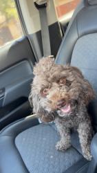 Lost Male Dog last seen N county rd 2300 Abernathy Tx, Abernathy, TX 79311