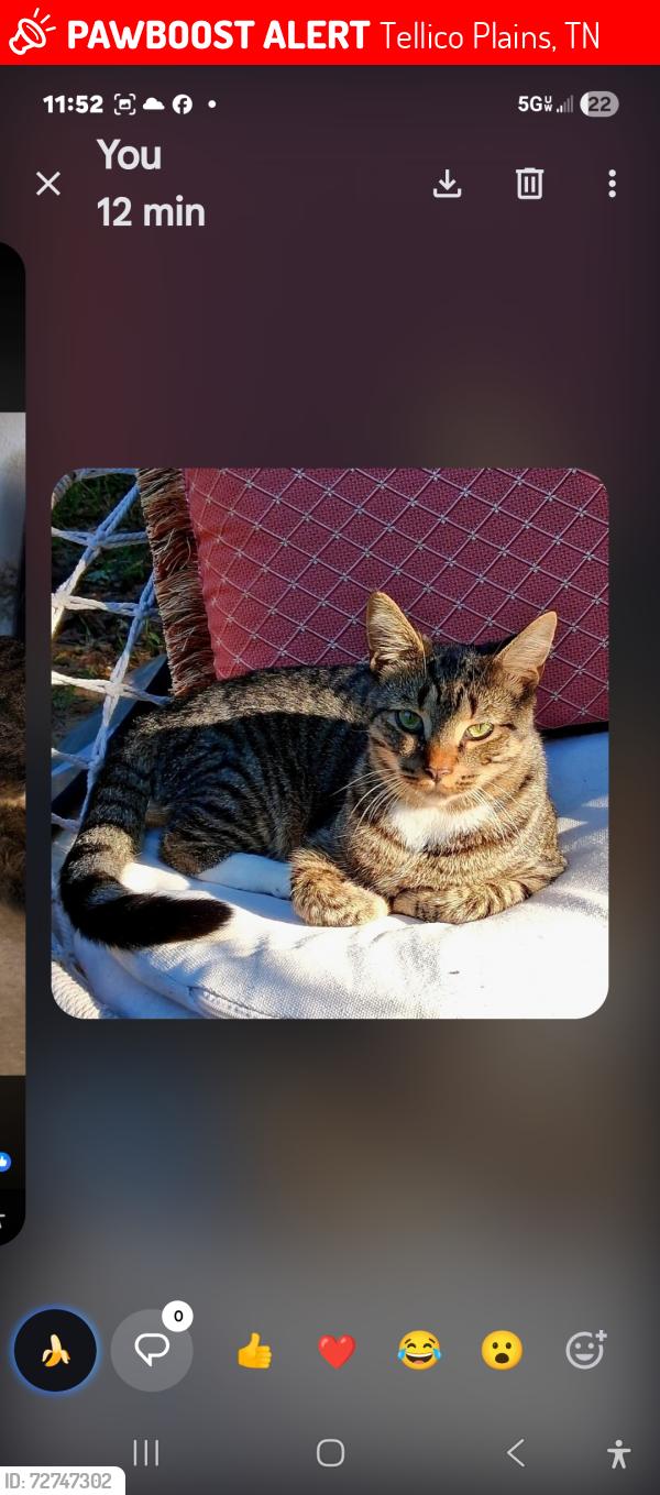 Lost Female Cat last seen Koa campground, Tellico Plains, TN 37385