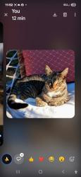 Lost Female Cat last seen Koa campground, Tellico Plains, TN 37385