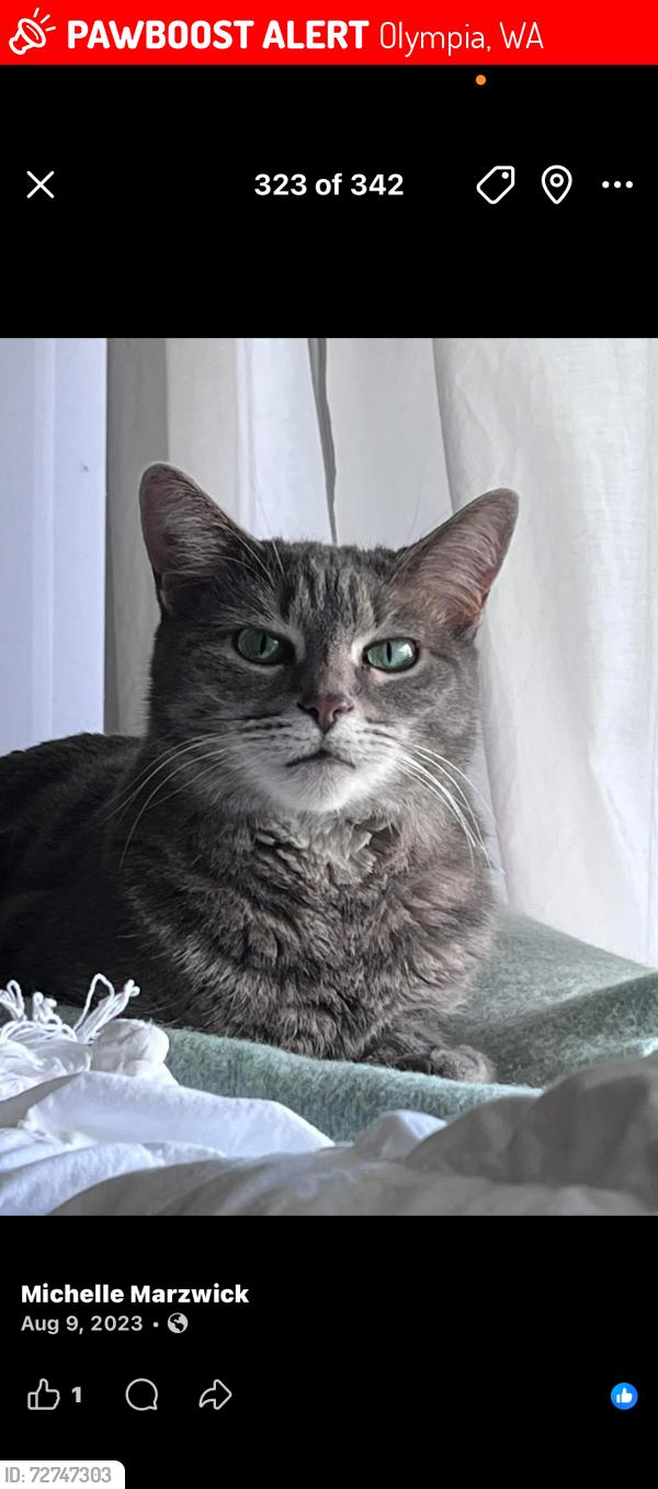 Lost Female Cat last seen Boulevard, Olympia, WA 98501